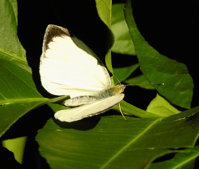 Pieris brassicae